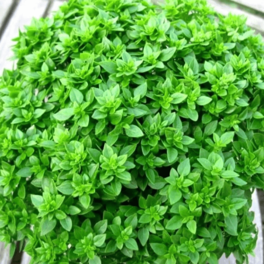 بذور الريحان اليوناني القزمي ( Ocimum basilicum )