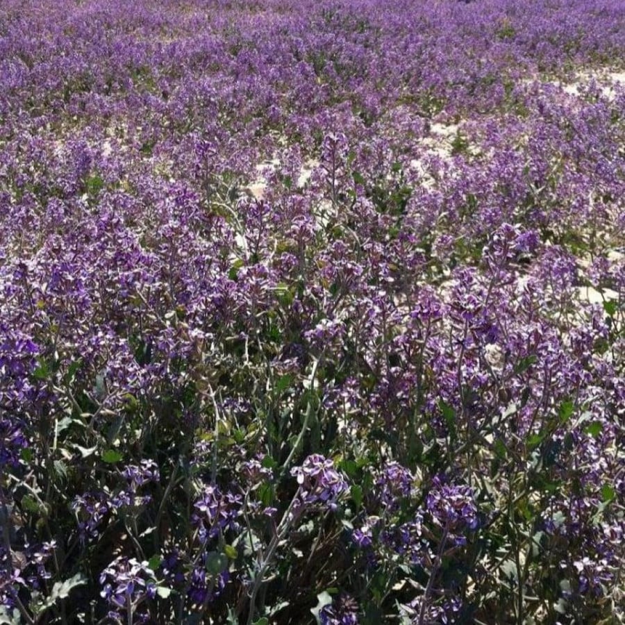 بذور زهور الخزامى البرية ( Horwoodia dicksoniae )