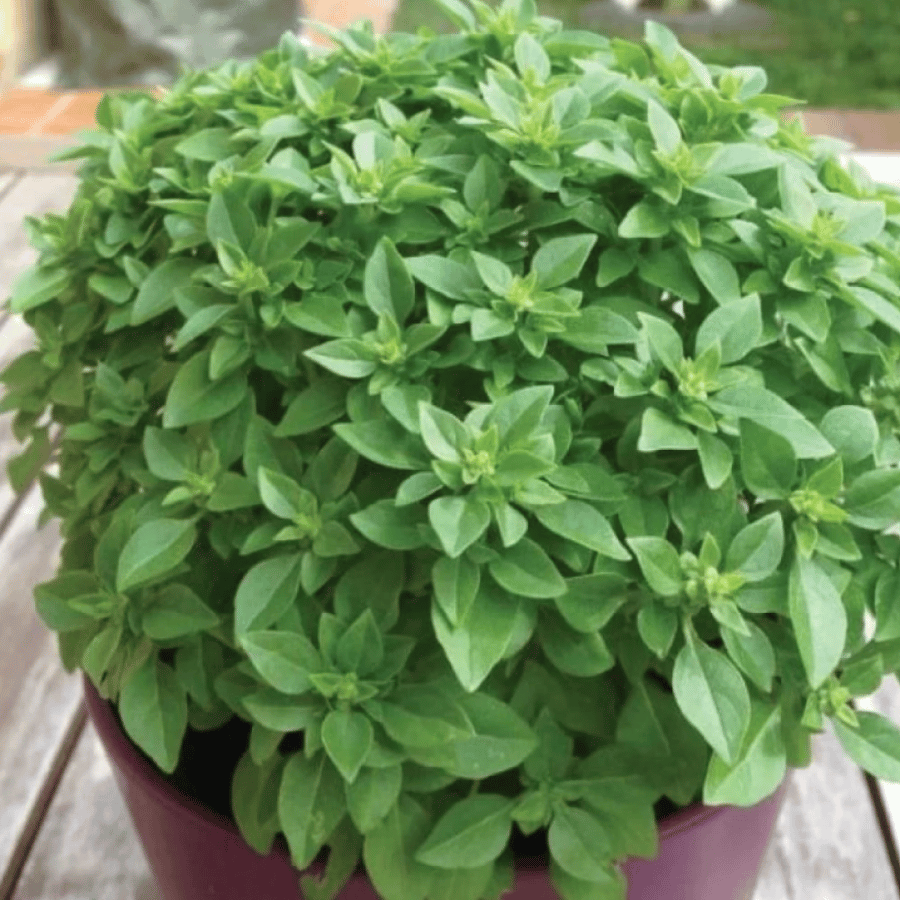 بذور الريحان اليوناني القزمي ( Ocimum basilicum )