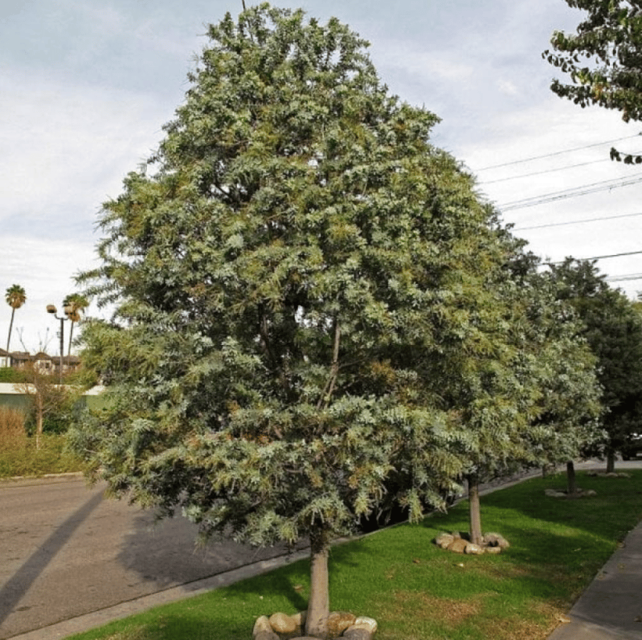 بذور شجرة أكاسيا بيليانا ( Acacia baileyana )