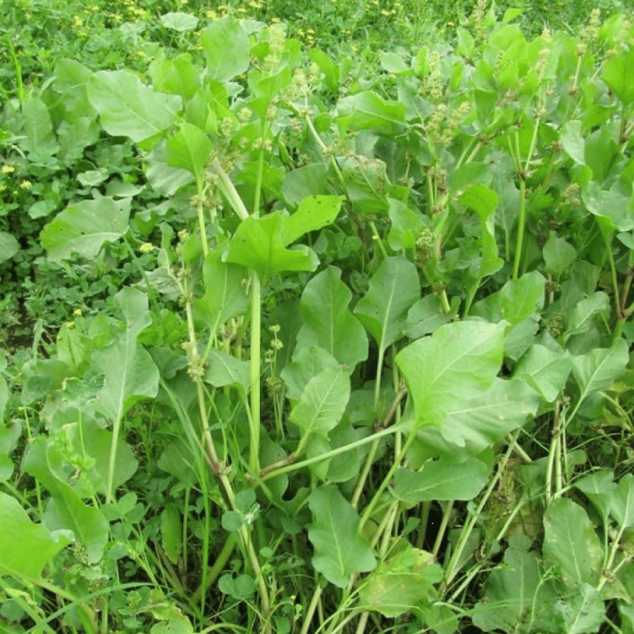 بذور عشبة الحمباز - الحنزاب ( Emex spinosa )