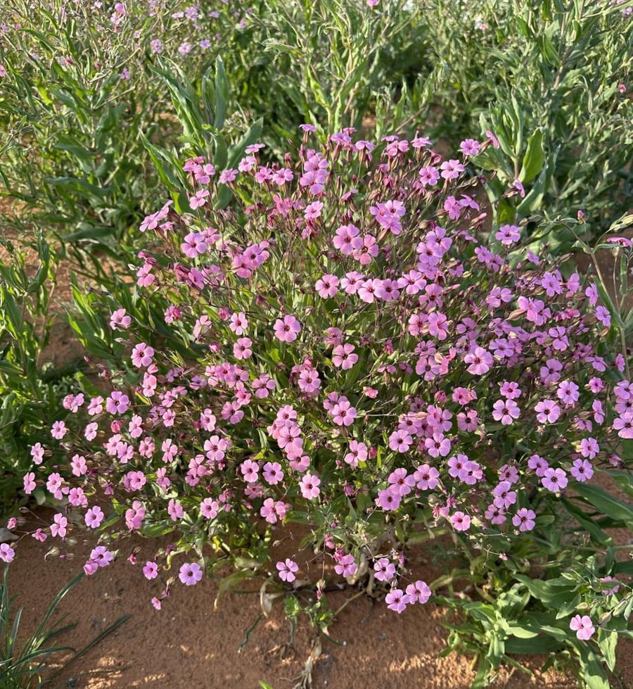 بذور الدهدهان ( vaccaria hispanica )
