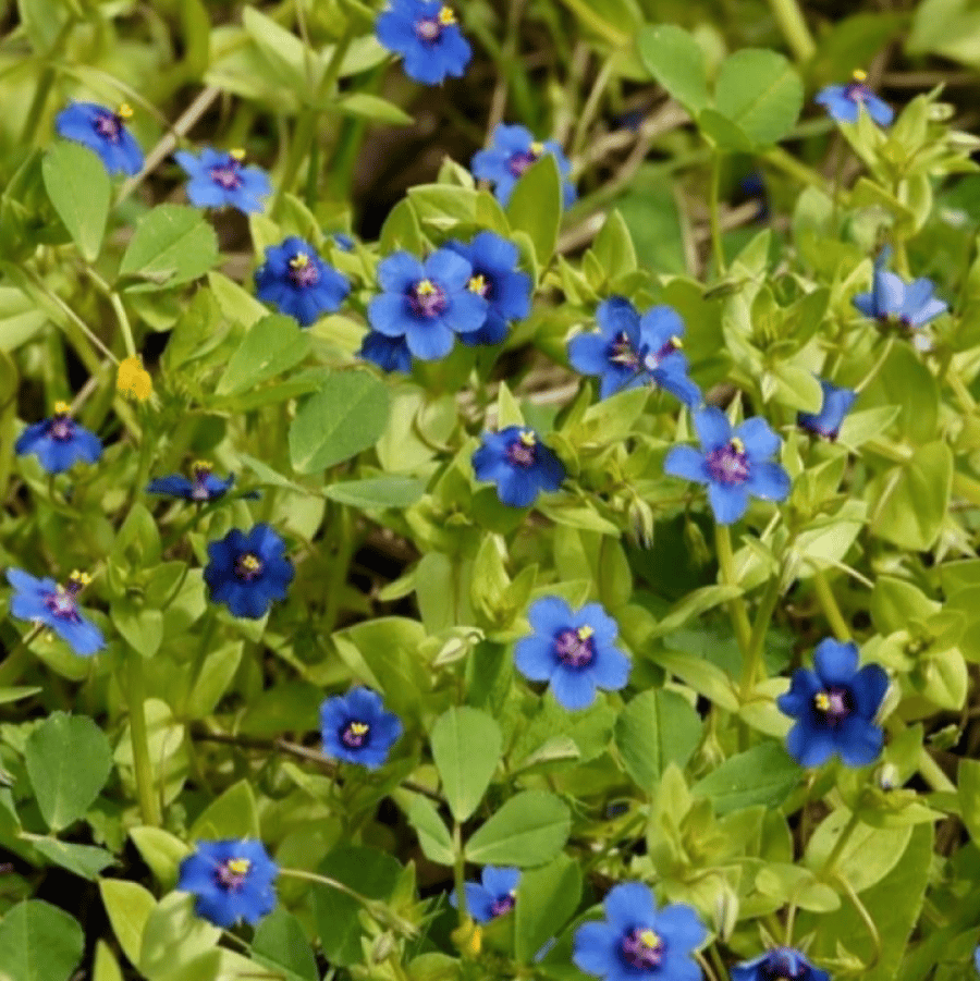 بذور عشبة عين القط ( Anagallis Arvensis )