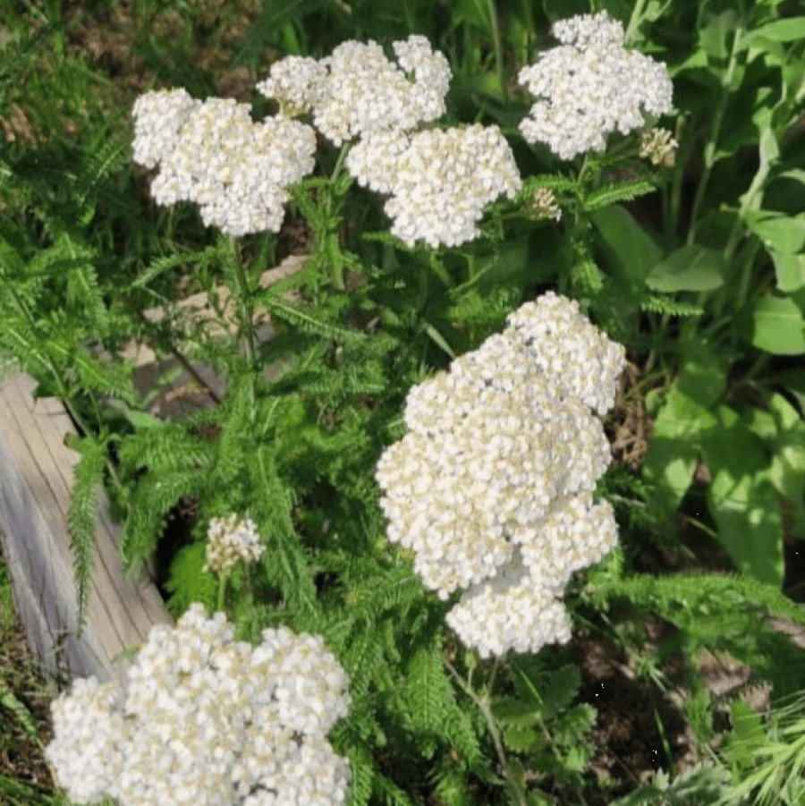 بذور الأخيلية العطرية البيضاء ( Achillea millefolium )