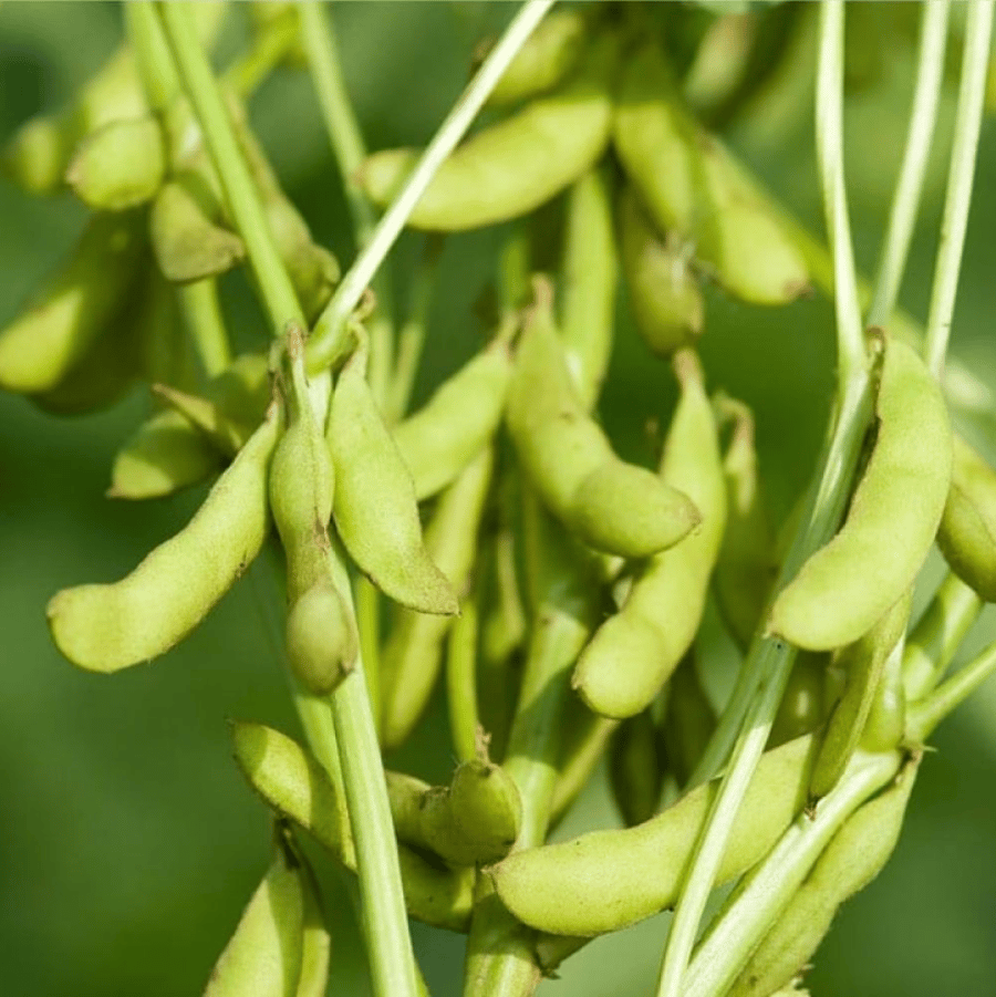 بذور فول الصويا ( Glycine max )