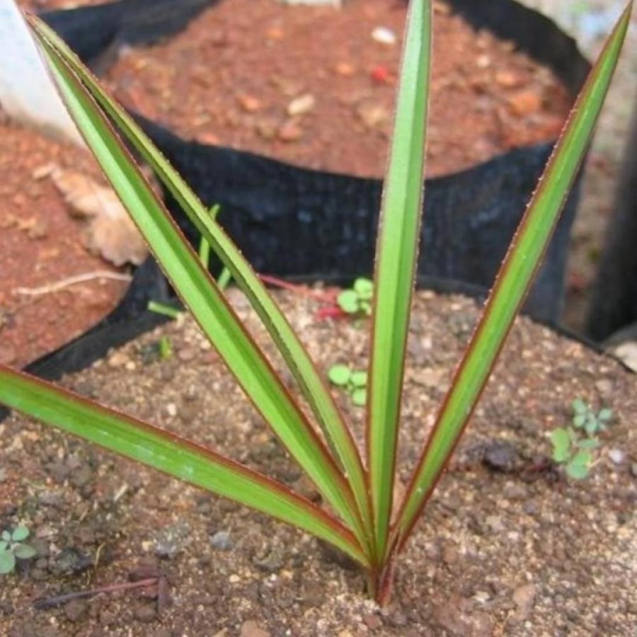 بذور نخيل لاتانيا الاحمر ( Latania lontaroides )
