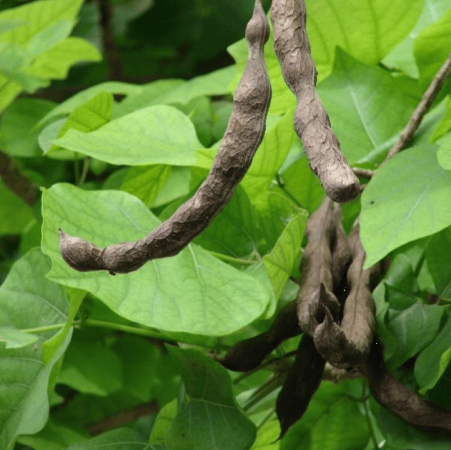 بذور شجرة ارثرينا البيضاء ( Erythrina variegata alba )