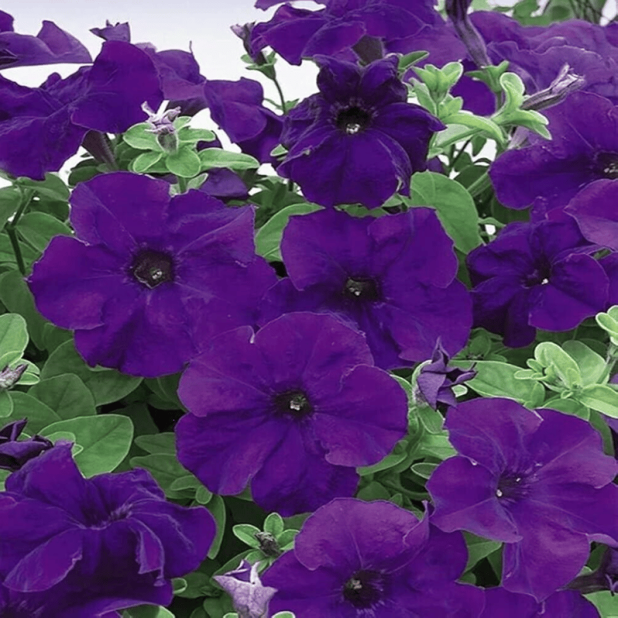 بذور زهرة البيتونيا الارجوانية ( Petunia )