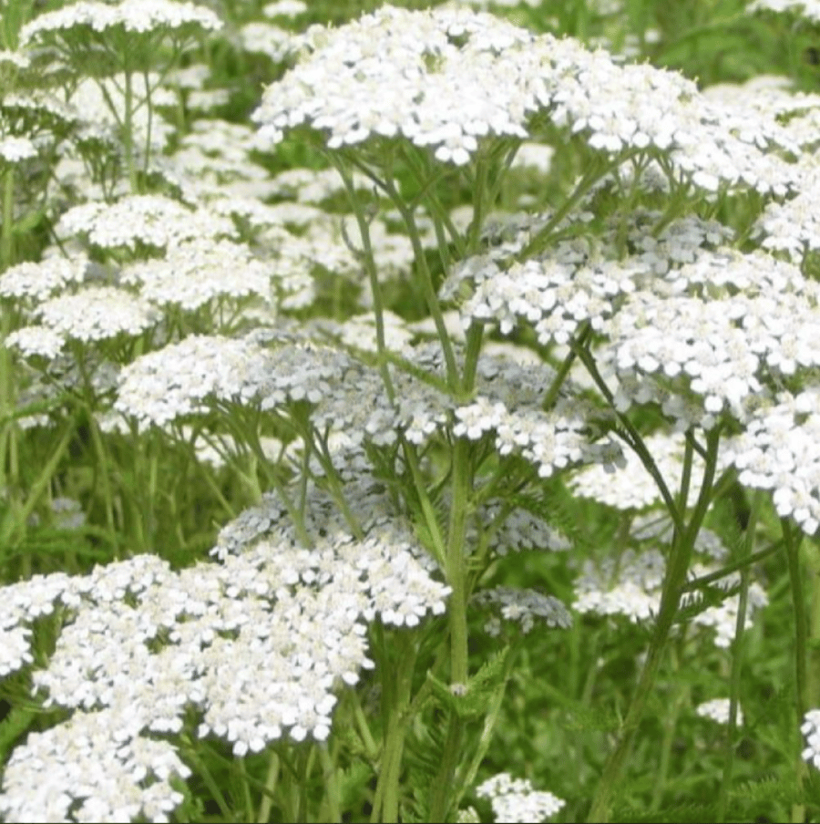 بذور الأخيلية العطرية البيضاء ( Achillea millefolium )