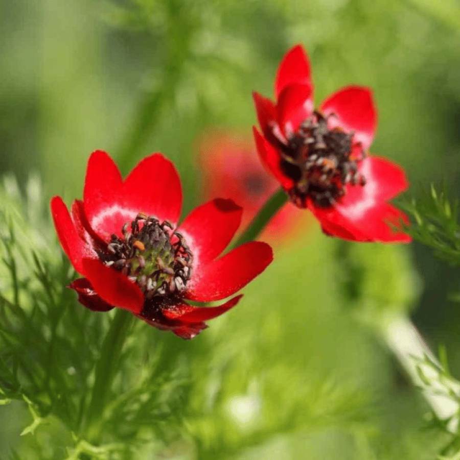بذور زهور ادونيس ( Adonis annua )