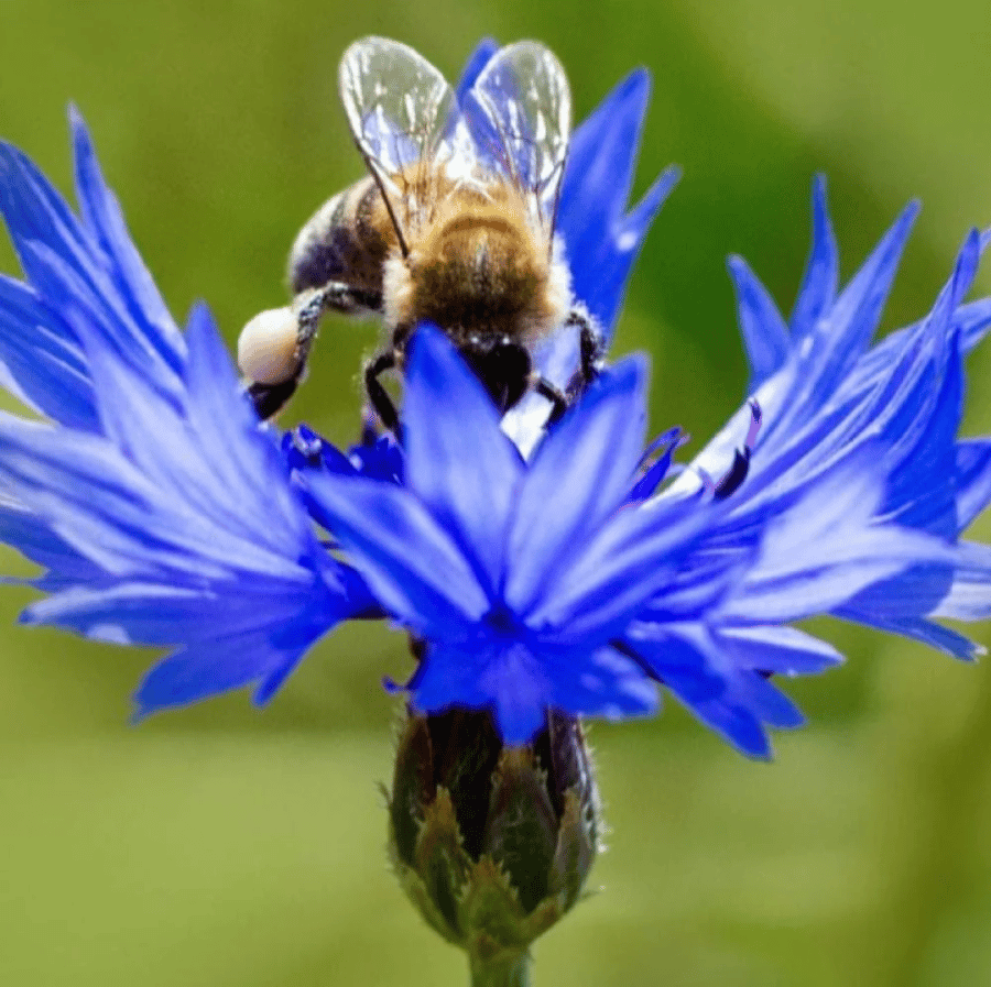 بذور سينتاوريا الزرقاء - ندى العنبر ( Centaurea cyanus )