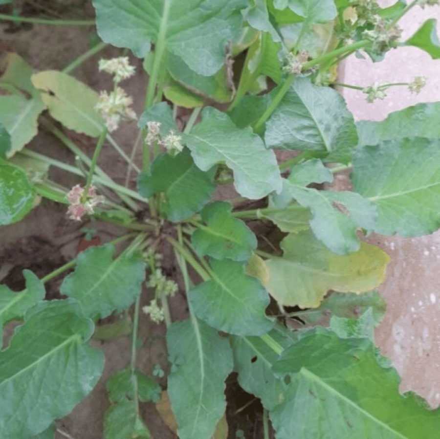 بذور عشبة الحمباز - الحنزاب ( Emex spinosa )