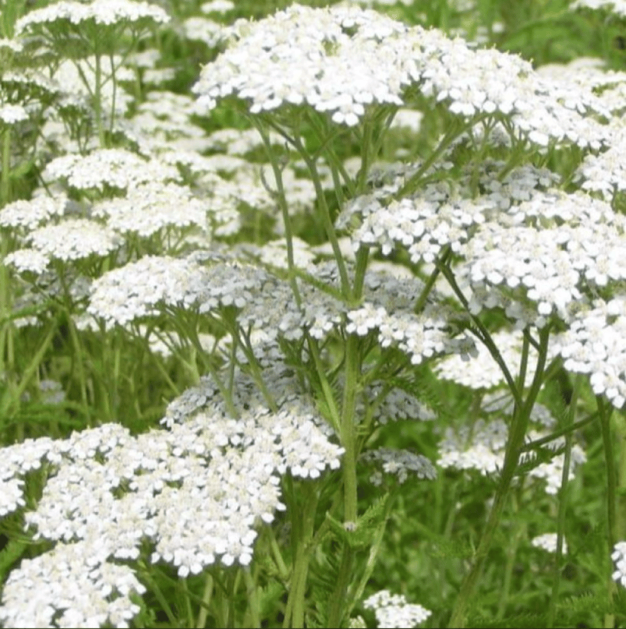 بذور الأخيلية العطرية البيضاء ( Achillea millefolium )