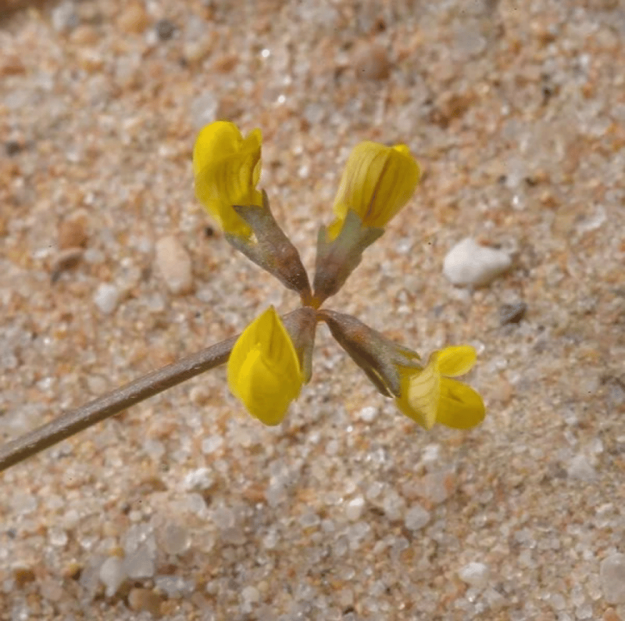 بذور عشبة ام حلق - حدوة الفرس ( Hippocrepis areolata )