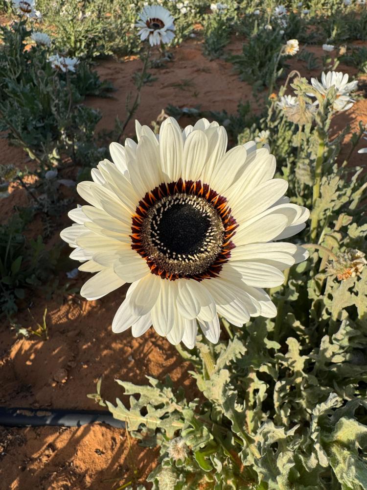 بذور ملكة الحقل البيضاء ( Arctotis fastuosa )