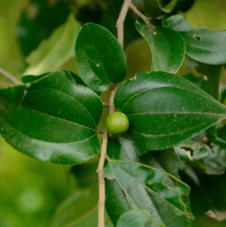 بذور السدر الجبلي المقشور ( ziziphus glabrata )