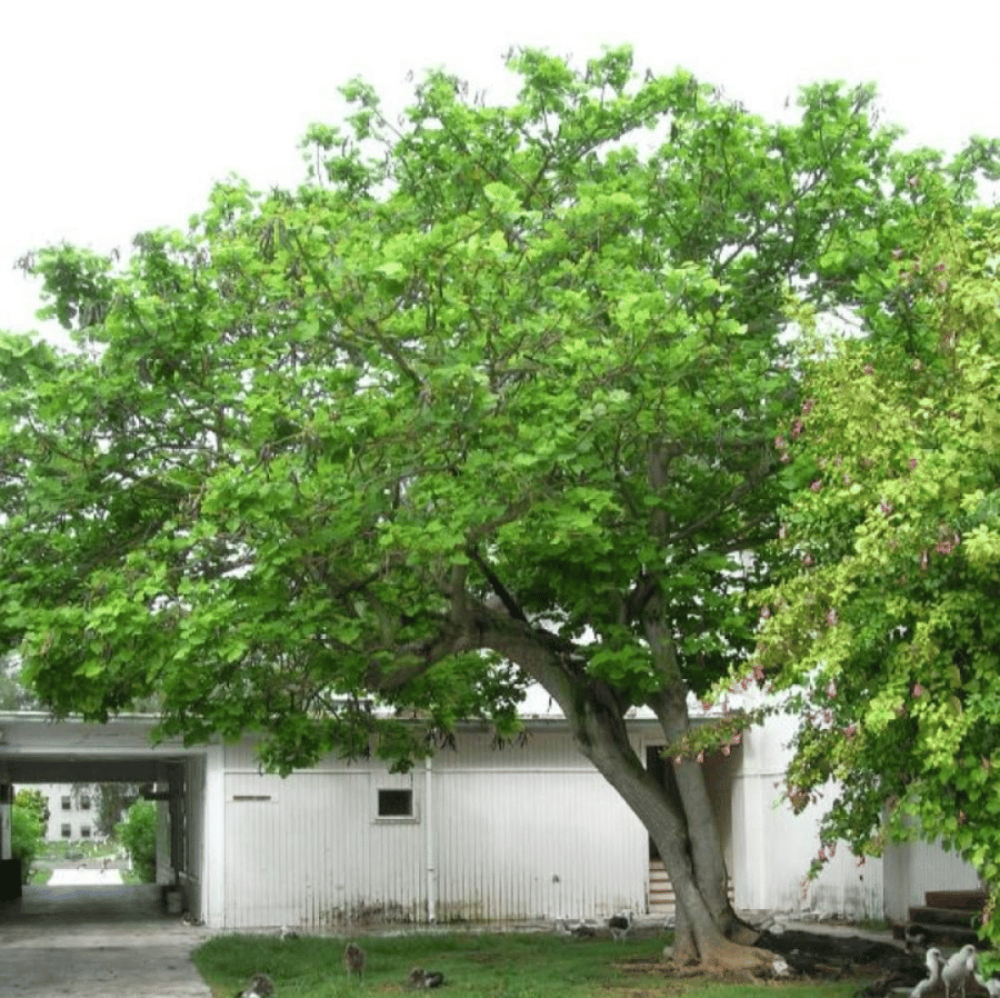 بذور شجرة ارثرينا البيضاء ( Erythrina variegata alba )