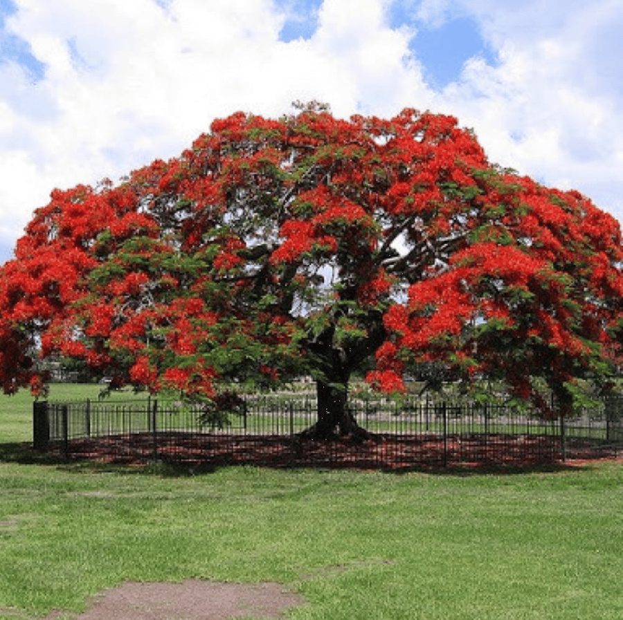 بذور شجرة البونسيانا الحمراء ( Delonix regia )