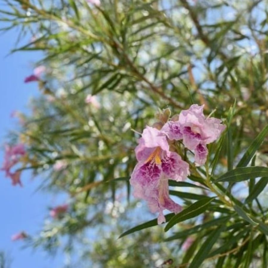 بذور شجيرة صفصاف الصحراء ( Chilopsis linearis )