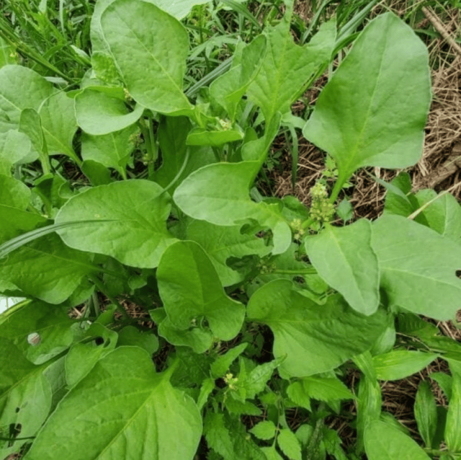 بذور عشبة الحمباز - الحنزاب ( Emex spinosa )