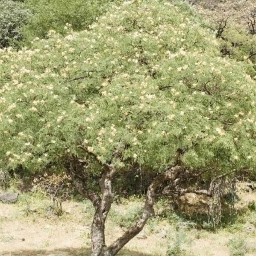 بذور الرنف النادرة - العضب ( Delonix elata )