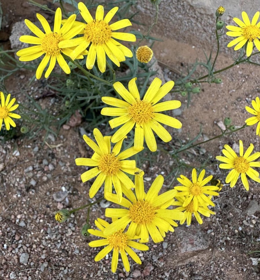بذور عشبة الجرجار - النوير ( Senecio glaucus )