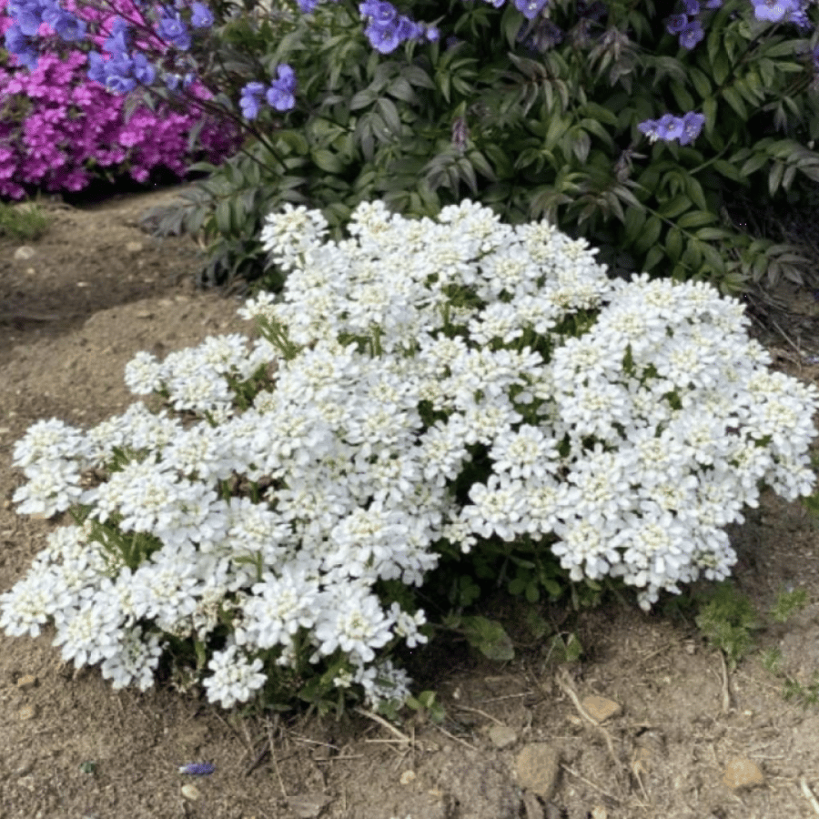 بذور زهرة تساقط الثلج القزمية ( Iberis umbellata )