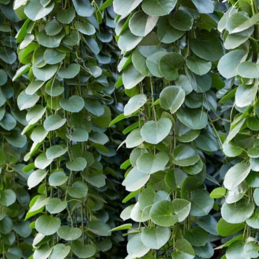 بذور متسلقة الغلف - الحلص ( Cissus rotundifolia vahl )