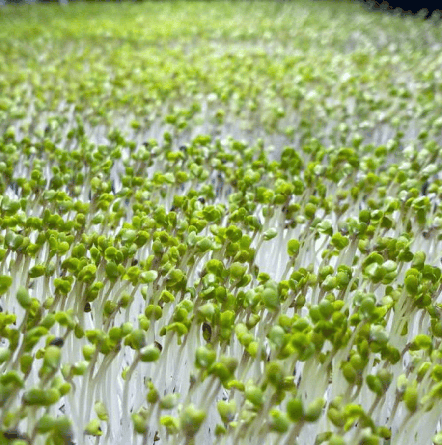 بذور براعم البروكلي الاخضر - ميكروجرين ( Brassica oleracea )