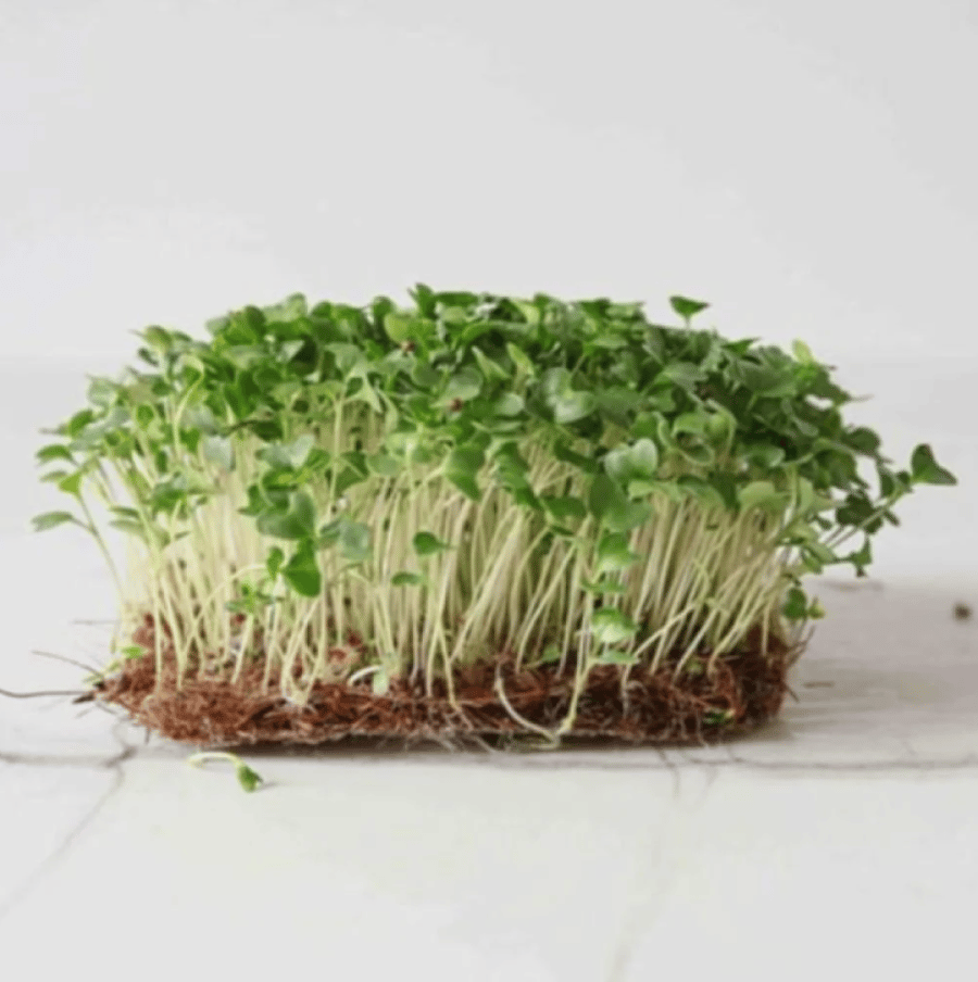 بذور براعم البروكلي الاخضر - ميكروجرين ( Brassica oleracea )