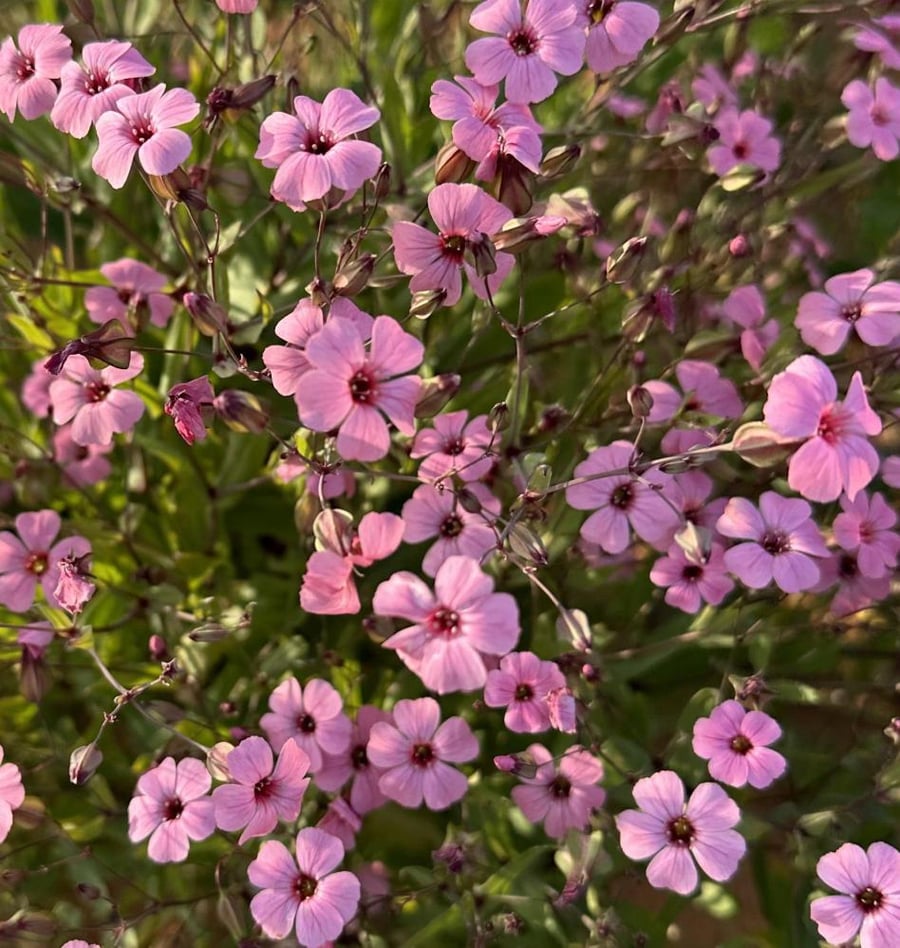 بذور الدهدهان ( vaccaria hispanica )