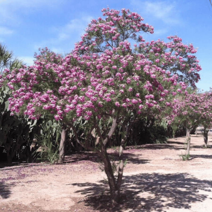 بذور شجيرة صفصاف الصحراء ( Chilopsis linearis )