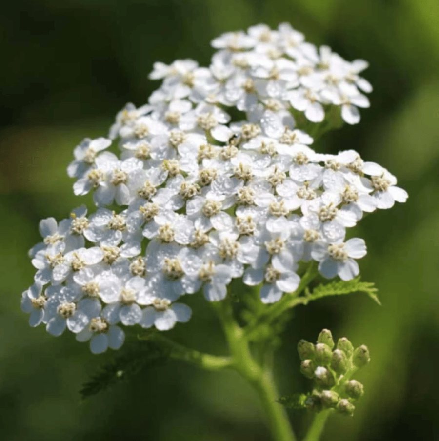 بذور الأخيلية العطرية البيضاء ( Achillea millefolium )