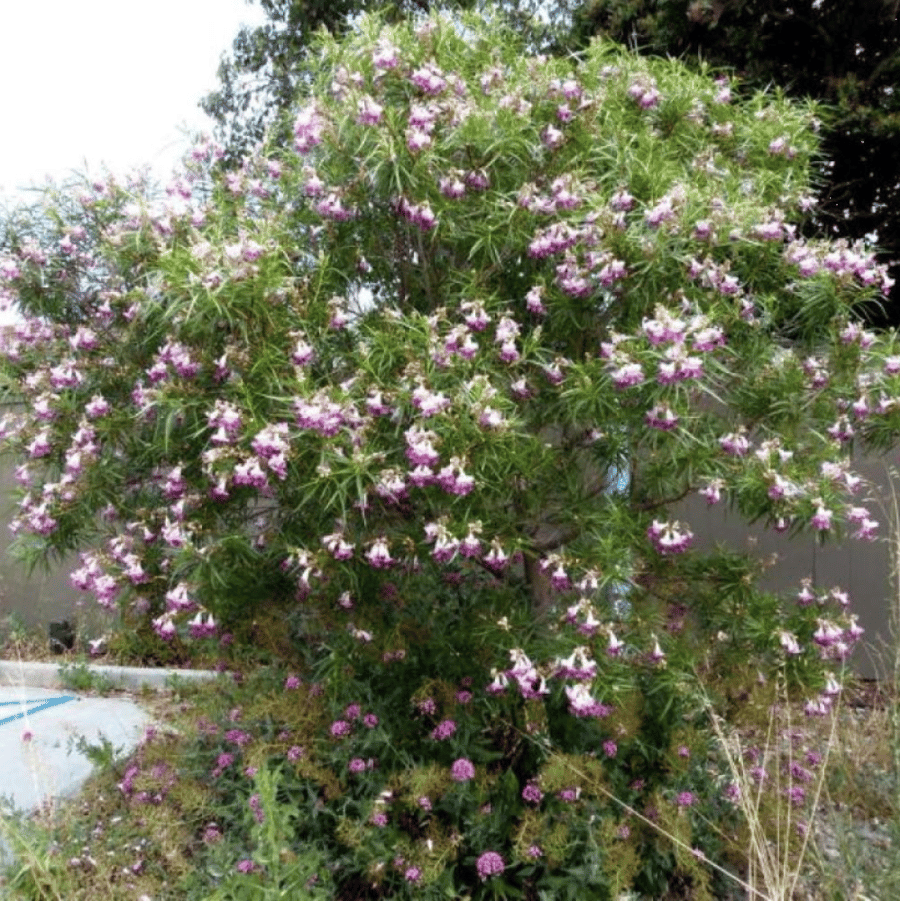 بذور شجيرة صفصاف الصحراء ( Chilopsis linearis )
