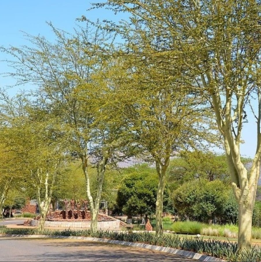 بذور شجرة اكاسيا زانثوفلويا ( Acacia xanthophloea )