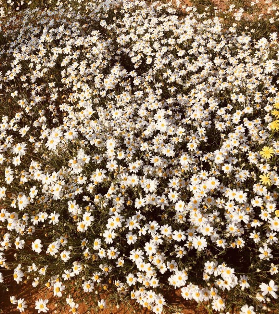 بذور القحويان - الاقحوان البري ( anthemis deserti )