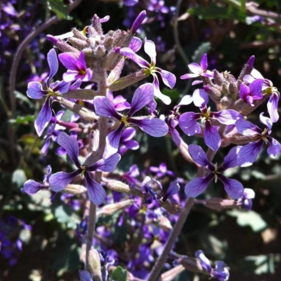 بذور زهور الخزامى البرية ( Horwoodia dicksoniae )