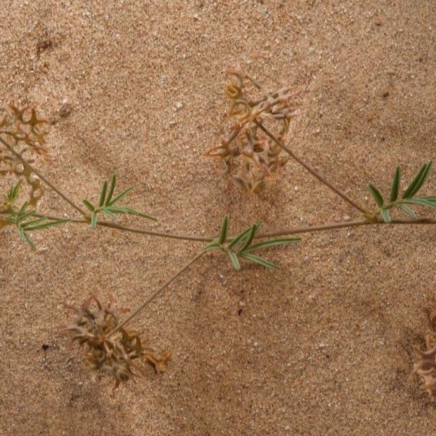 بذور عشبة ام حلق - حدوة الفرس ( Hippocrepis areolata )