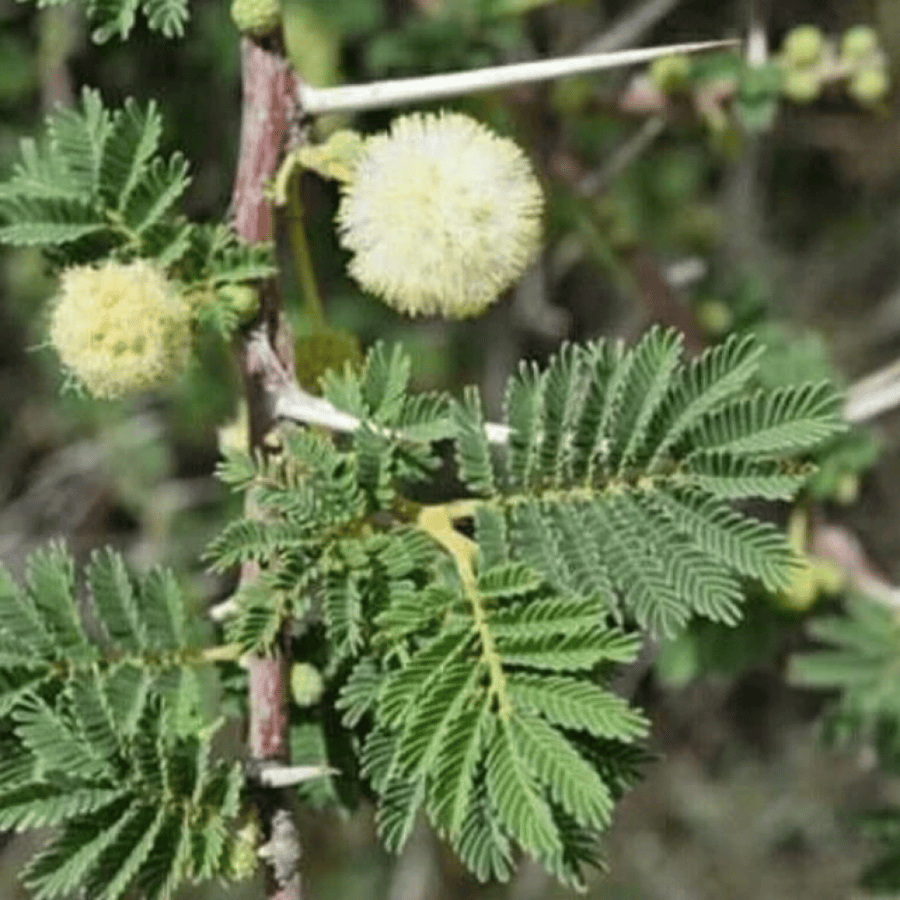 بذور شجرة الطلح العراقي ( Acacia gerrardii var.iraquensis )