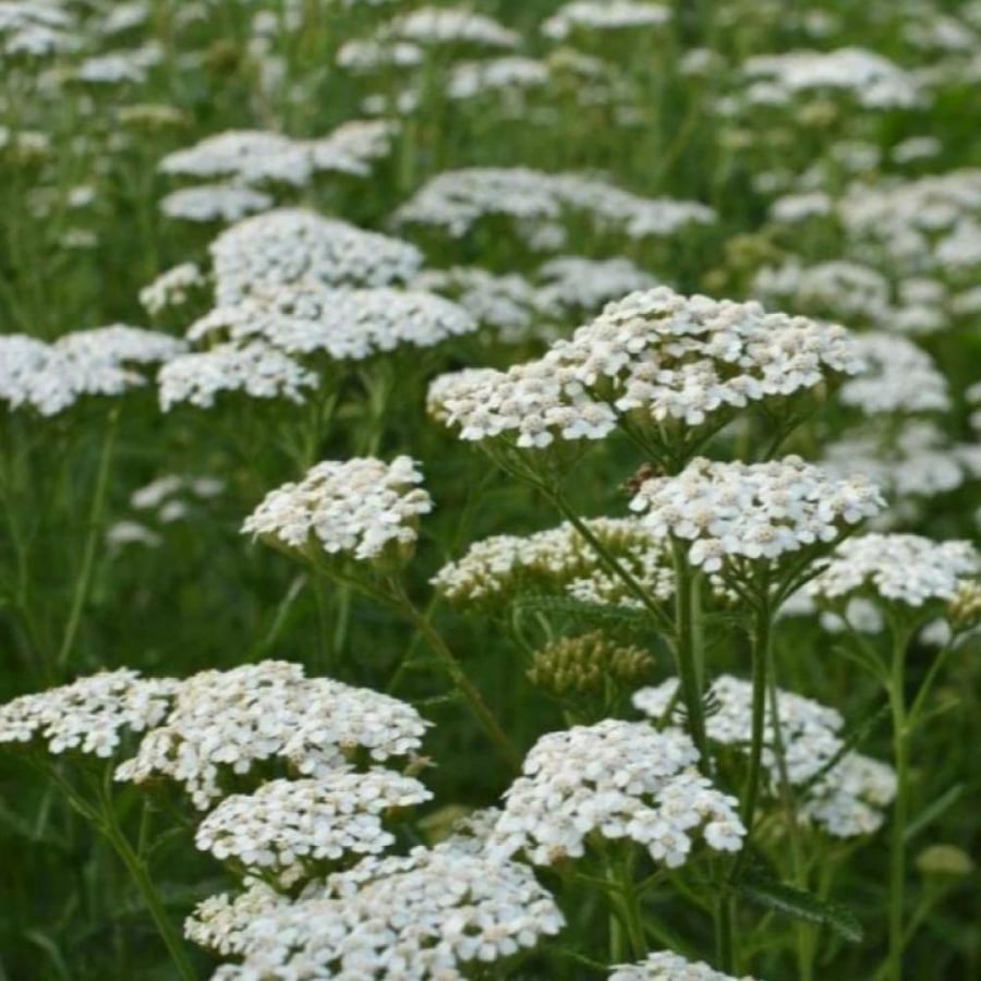 بذور الأخيلية العطرية البيضاء ( Achillea millefolium )