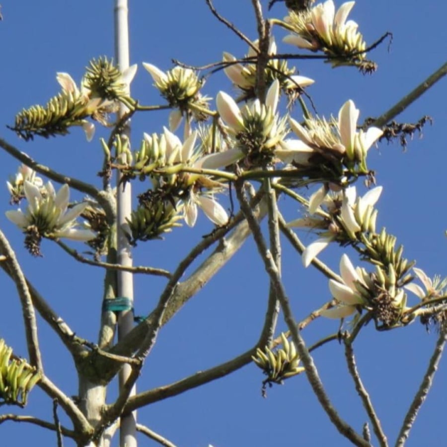 بذور شجرة ارثرينا البيضاء ( Erythrina variegata alba )