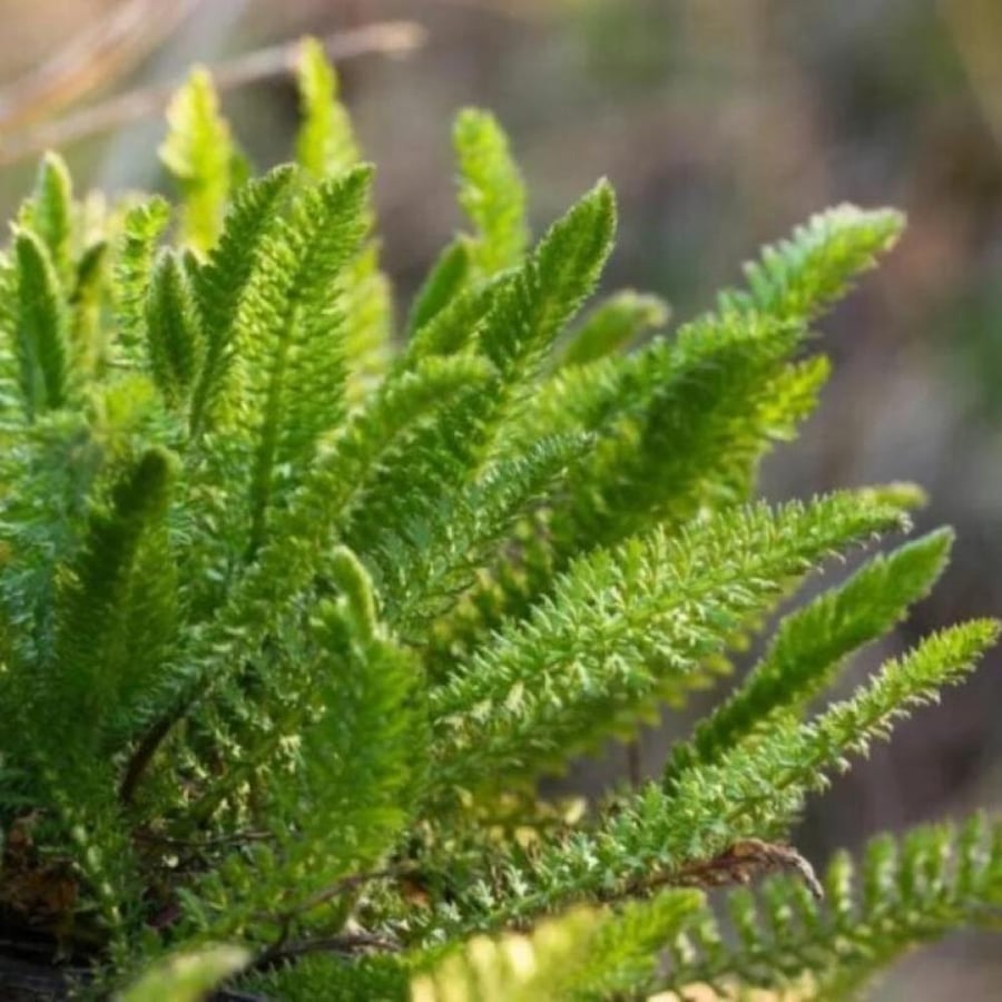 بذور الأخيلية العطرية البيضاء ( Achillea millefolium )
