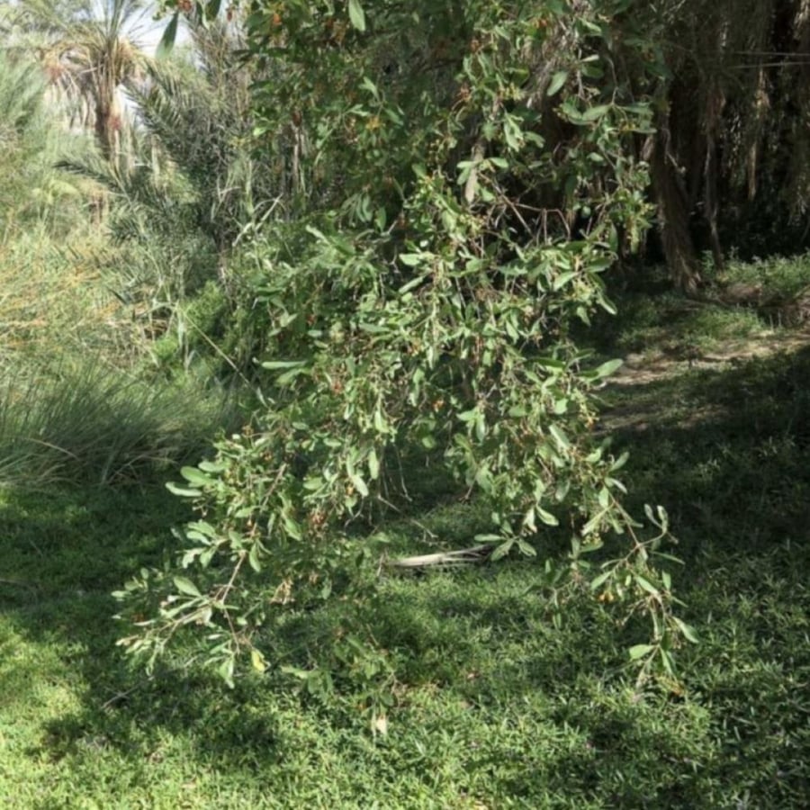 بذور البمبر البري - الاسحل ( Cordia sinensis )