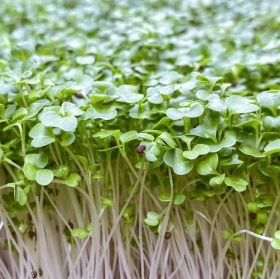 بذور براعم البروكلي الاخضر - ميكروجرين ( Brassica oleracea )