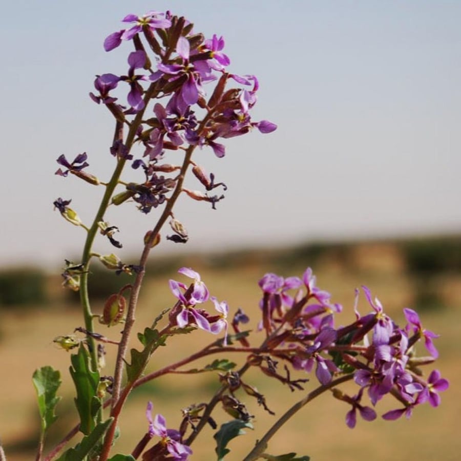 بذور زهور الخزامى البرية ( Horwoodia dicksoniae )