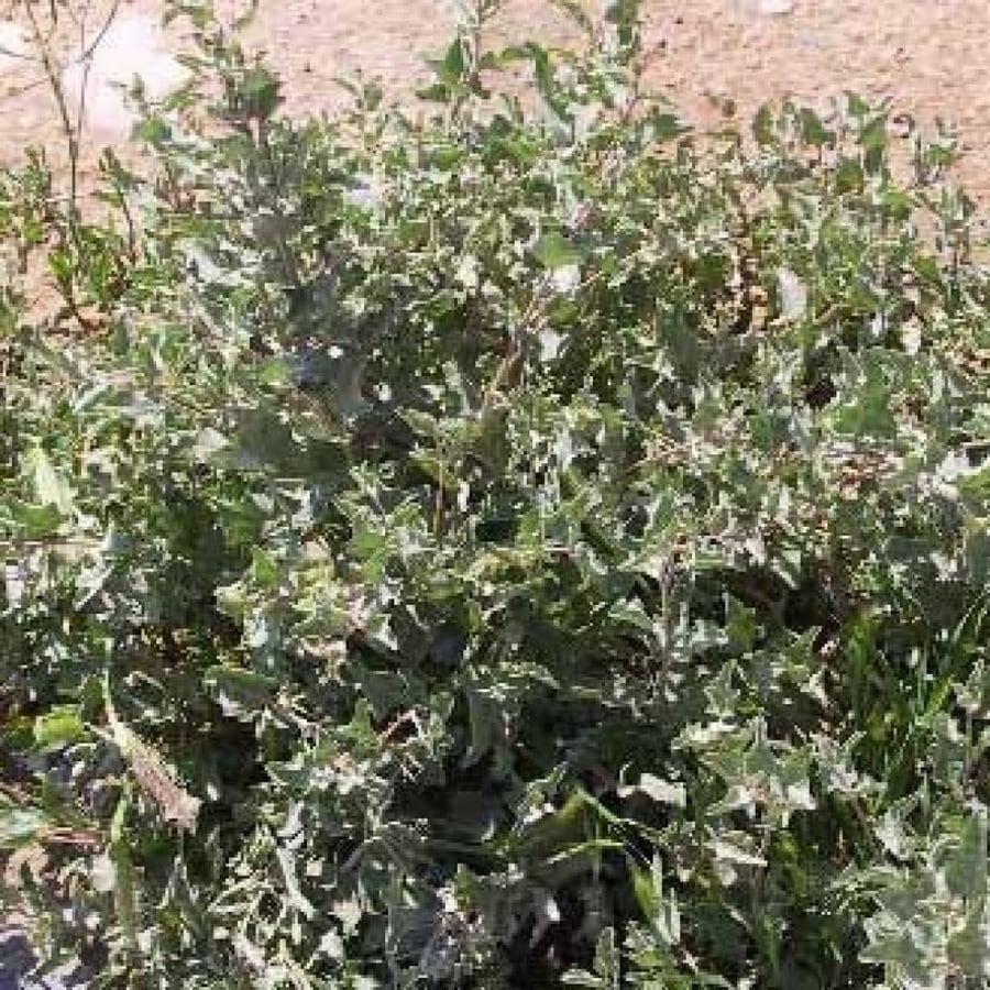 Harvesting seeds - white saltbush (Atriplex Leucoclada Boiss)