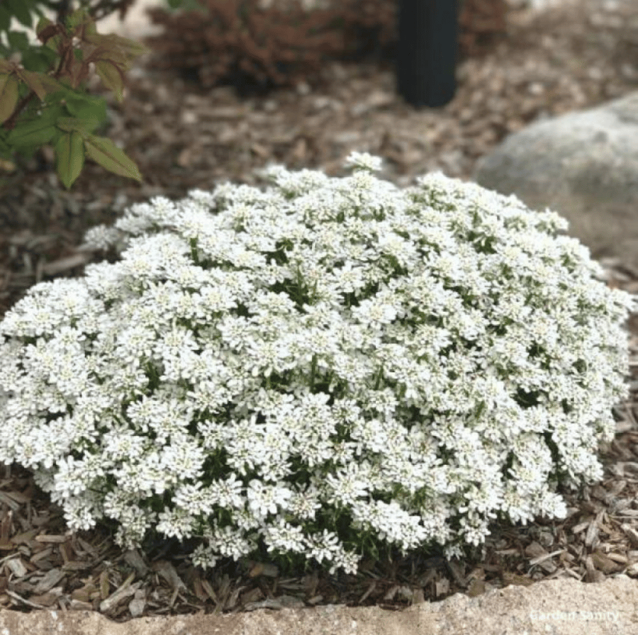 بذور زهرة تساقط الثلج القزمية ( Iberis umbellata )