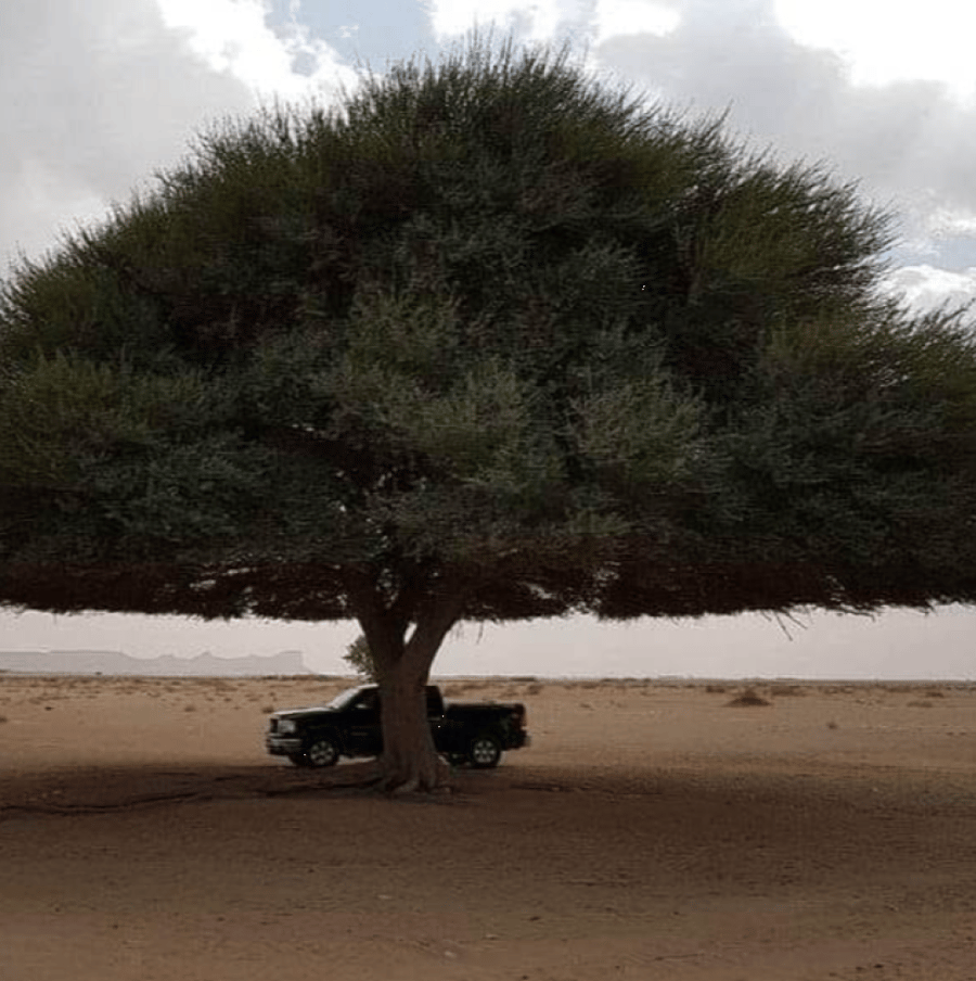 بذور شجرة الطلح العراقي ( Acacia gerrardii var.iraquensis )