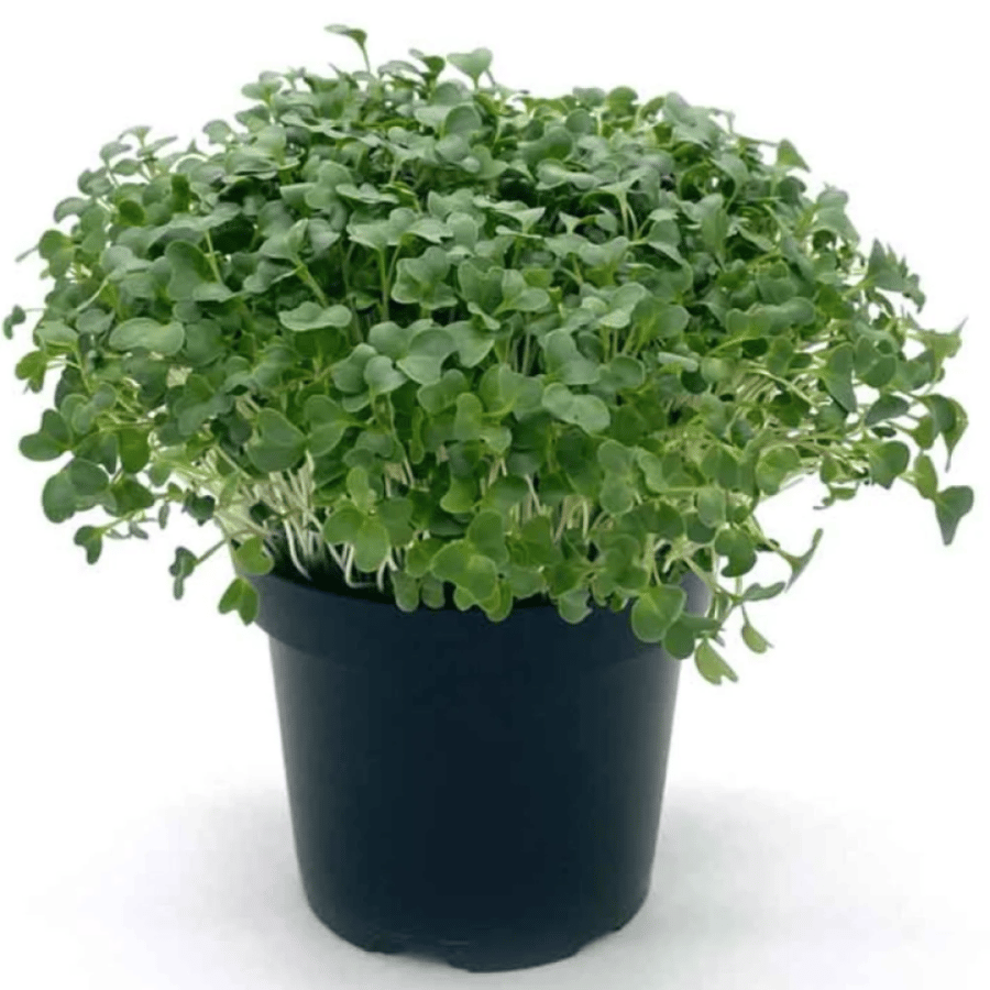 بذور براعم البروكلي الاخضر - ميكروجرين ( Brassica oleracea )