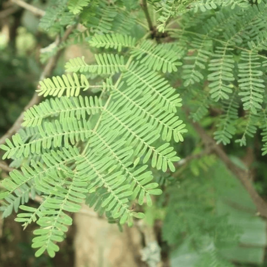 بذور شجرة اكاسيا زانثوفلويا ( Acacia xanthophloea )